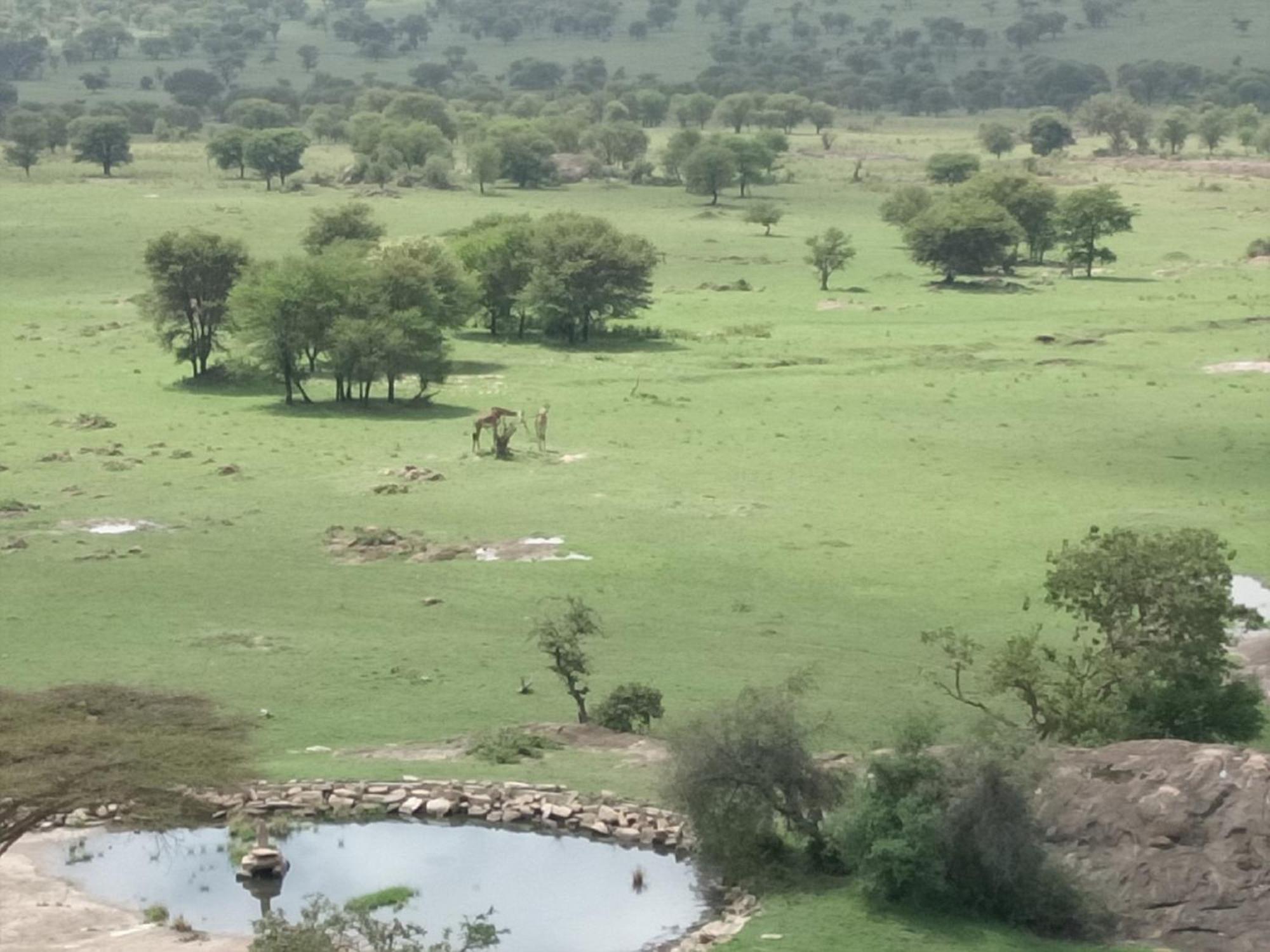 Lobo Wildlife Lodge Serengeti Esterno foto